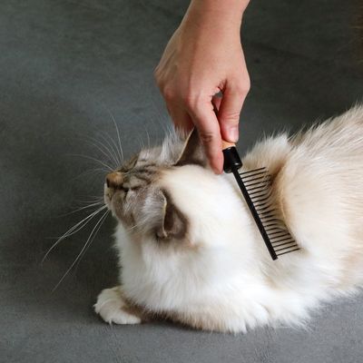 Kattkam Adam med breda tänder