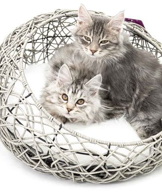 Kattkorg Oslo Grå PetRebels