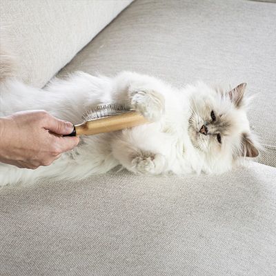 Kattborste April med rostfria piggar