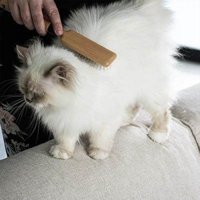 Kvalitétspaket pälsvård katt