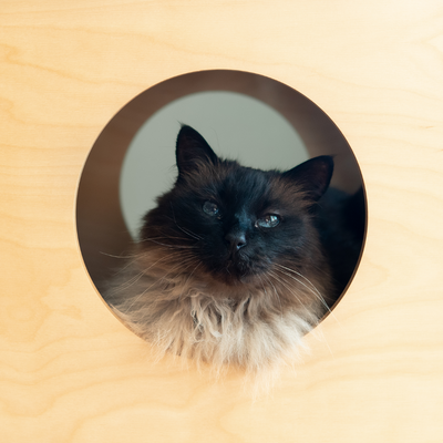 MIKASTE MIKS Cat Hideout