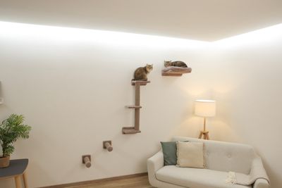 Klättervägg katt Monte Alpi
