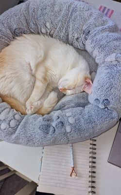 Kattsäng Nando