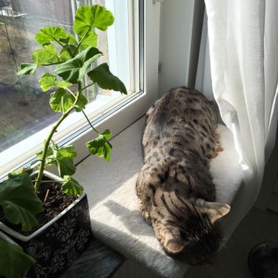 Sovplats fönsterbräda vit