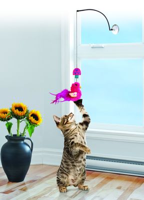 Kong Cat Window Teaser