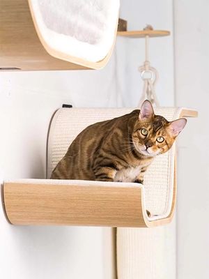 Katthylla Scratch Oak