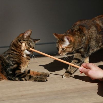 Katt socializer - Lou