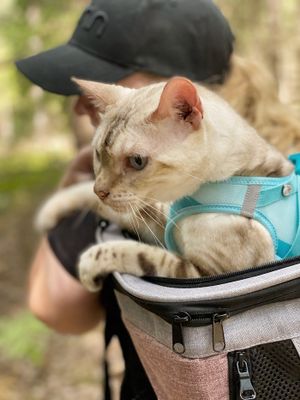 Ryggsäck Plata för katt och hund (grå)