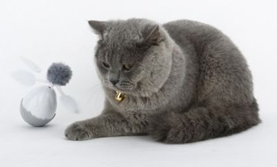 Vippande Ägg  - Cat electronic motion toy