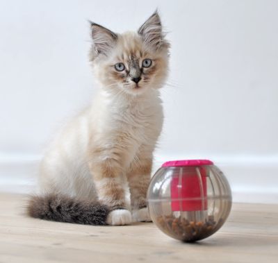 Catmosphere treatdispenser Rosa