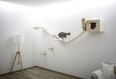 Klättervägg för katt Anden