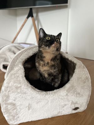 Lektunnel med klösdel 110 cm