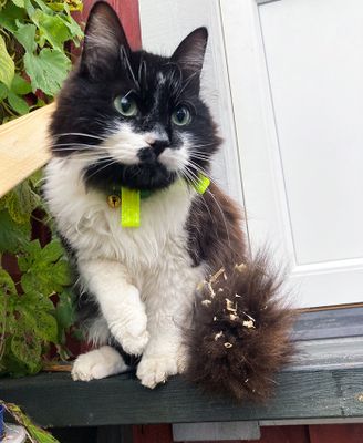 Reflexhalsband för långhåriga katter 22,5 cm