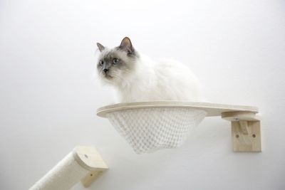 Klättervägg för katt Anden