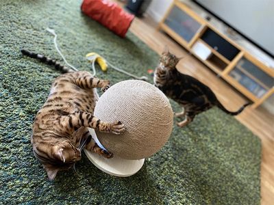 Klösboll på vit platta