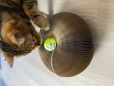 Kattleksak bollbana 1 Companion