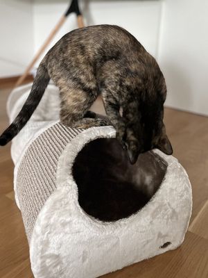 Lektunnel med klösdel 110 cm
