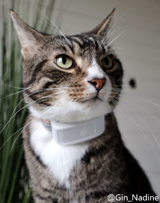 GPS för katt och hund mini TK-911