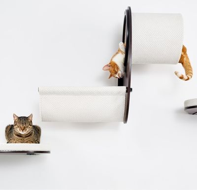 Cosy and Dozy Katthylla CATWALK PLAY Walnut