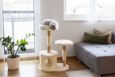 Klösmöbel Lucia naturträ miljöbild med katt