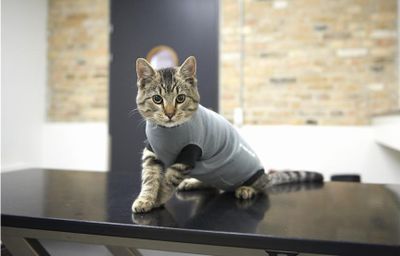 Body till katt BUSTER Body Suit EasyGo
