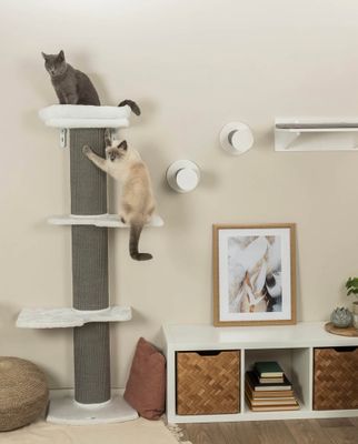 Acadia klösträd väggmonterat