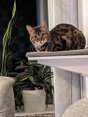 Klättervägg Äventyr - Hylla med dyna