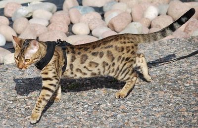 Rukka Comfort Air  Harness Grey