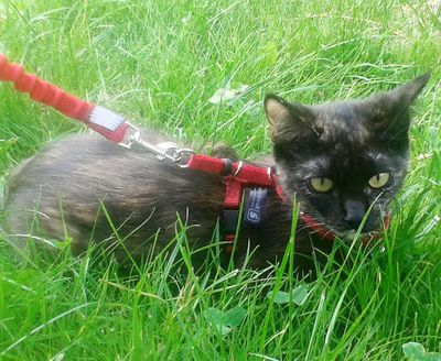 Come with me Kitty kattsele svart