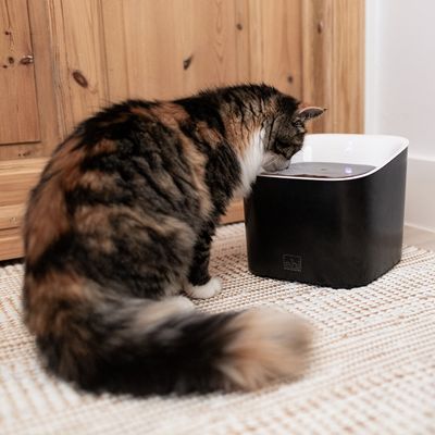 Vattenfontän Manoa - med sensor