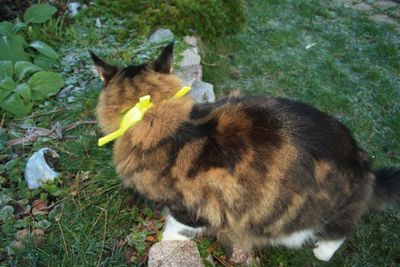 Reflexhalsband för långhåriga katter 22,5 cm