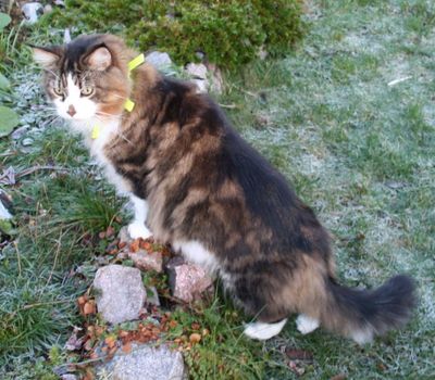 Reflexhalsband för långhåriga katter 22,5 cm