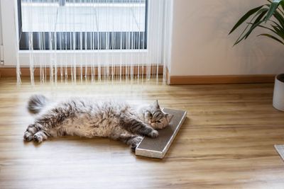 Klösbräda miljöbild med katt