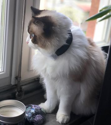 GPS för katt och hund mini TK-911