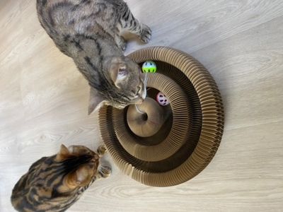 Kattleksak bollbana 2 Companion