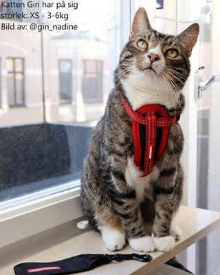 Ezydog kattsele röd, med bilbältes-hållare XXS