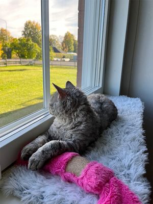 "Kickeroo" med kattmynta lurvig