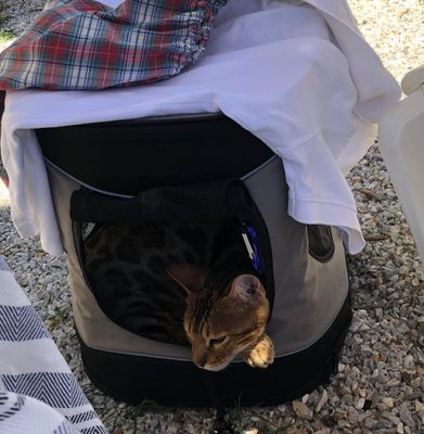 Katt Ryggsäck Timon Grå
