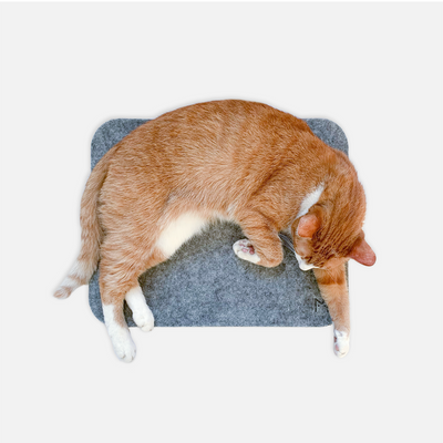 MIKASTE MIKS  Kattdyna