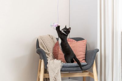 Kattleksak vippa med stjärna