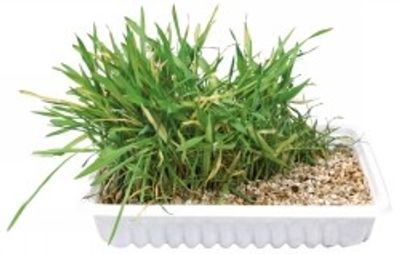 Kattgräs 100 g refill