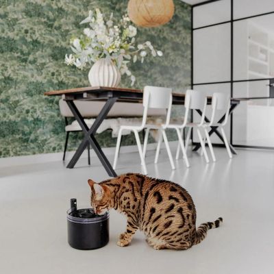 miljöbild kattfontän District 70 Flow, med katt