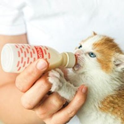 Nappflaska till kattunge, Beaphar