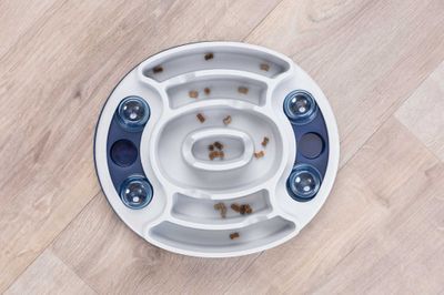 Cat activity Slide & Feed