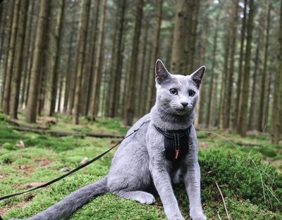 Ezydog kattsele svart, med bilbältes-hållare XXS