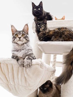 PetRebels hängmatta square XL Royal Cream