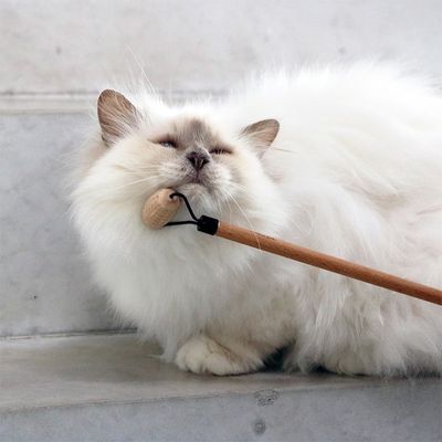 Katt socializer - Lou