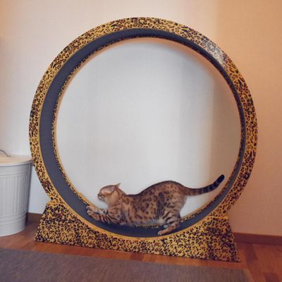 Katthjul catwheel