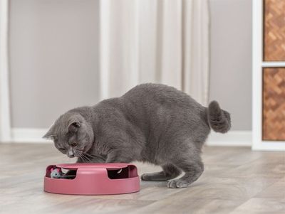 Cat Activity Catch The Mouse Grön