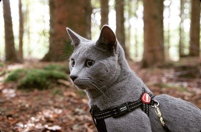 Ezydog kattsele svart, med bilbältes-hållare XS